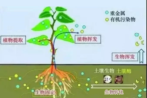 微生物修復技術的開發