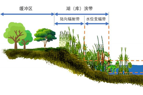 湖濱帶與緩沖帶的關系